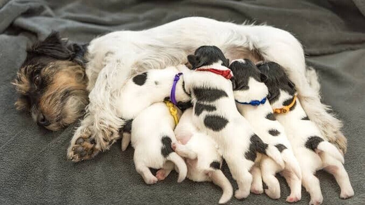 Accouchement chez la chienne : comment se déroule la naissance des chiots et quels sont les signes à surveiller ?