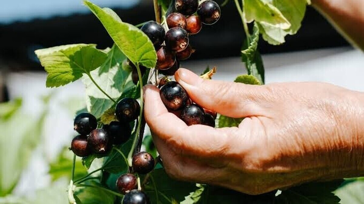 Jus de cassis : les bienfaits méconnus de cette petite baie noire pour la santé