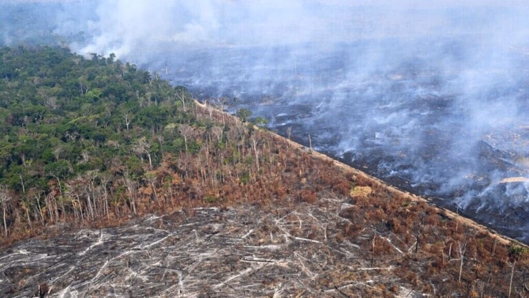 La déforestation mondiale recule de 15% en 2025, l'Afrique centrale à contre-courant