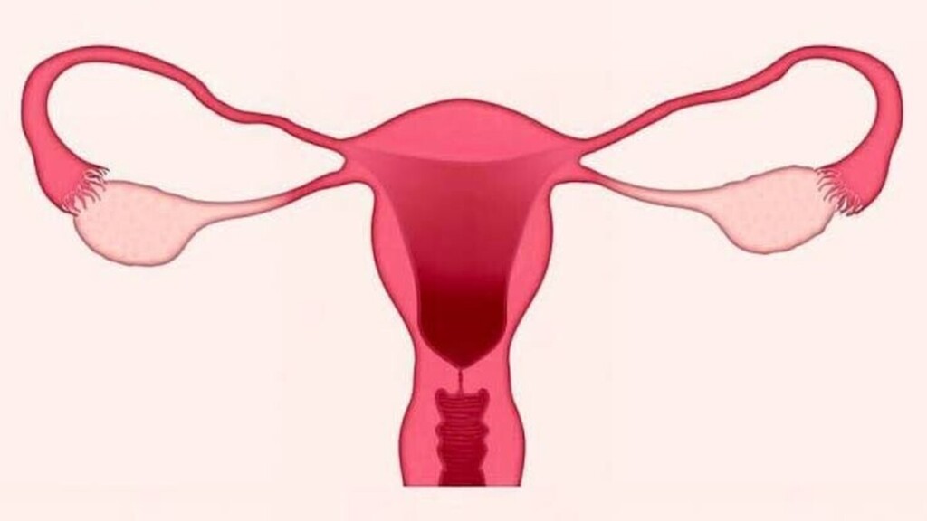 Syndrome des ovaires polykystiques : ce trouble hormonal qui peut perturber les règles et la fertilité